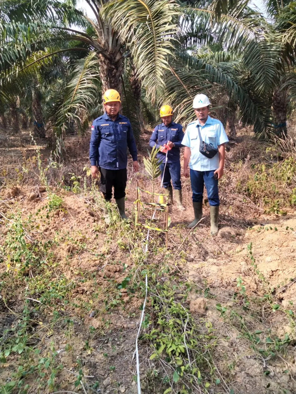 Ilustrasi Ogan Komering Ilir: Geolistrik Kebun Mesuji